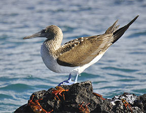 Blue Footed Booby