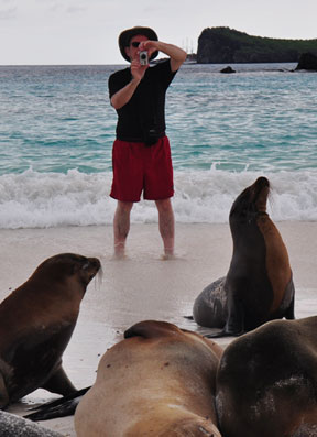 Sea lions in surf